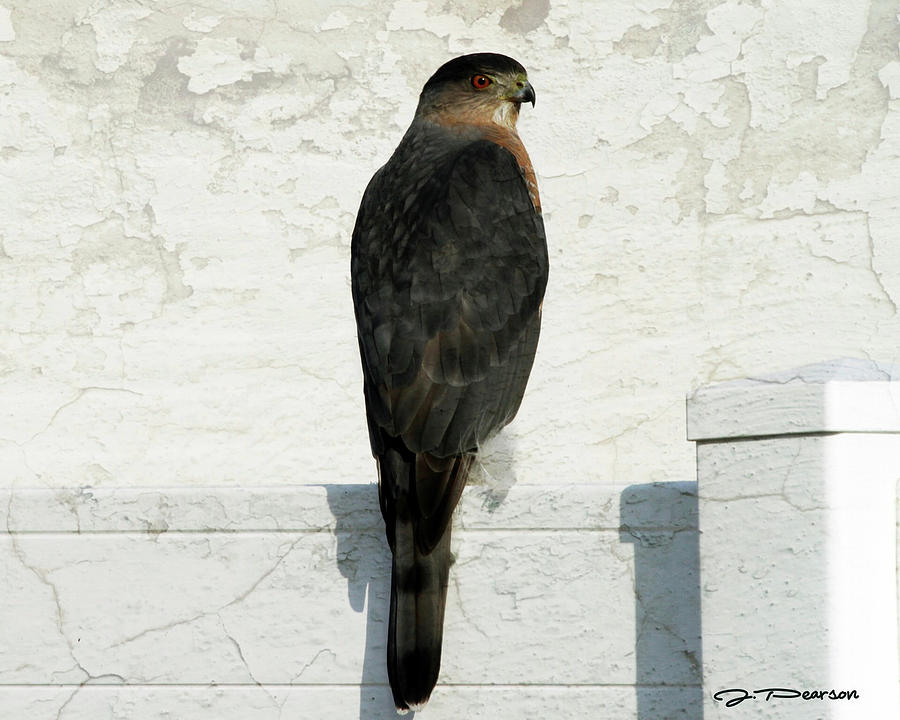Sharp Shinned Hawk Photograph by Jackson Pearson
