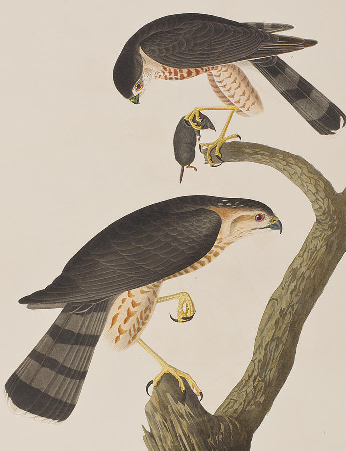 Sharp-shinned Hawk Painting by John James Audubon
