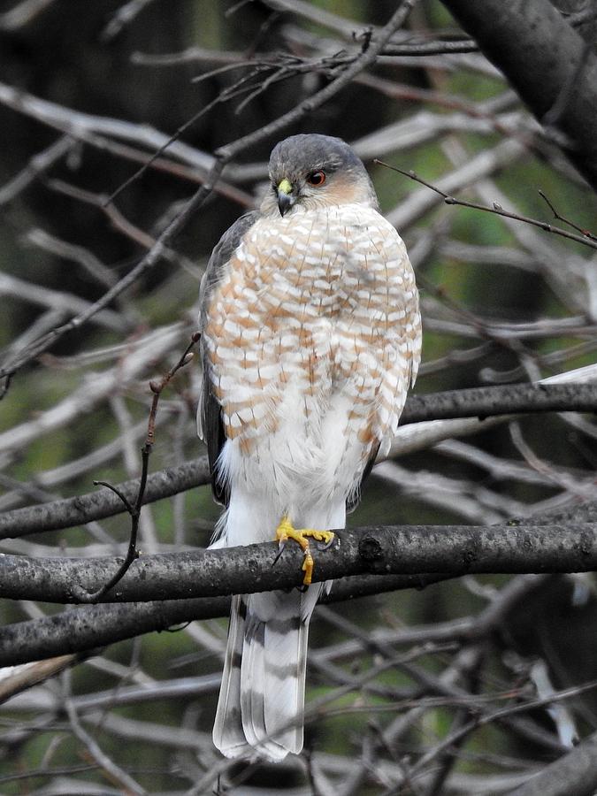 Sharp-shinned Hawk on a Branch Photograph by Marge Sudol - Pixels