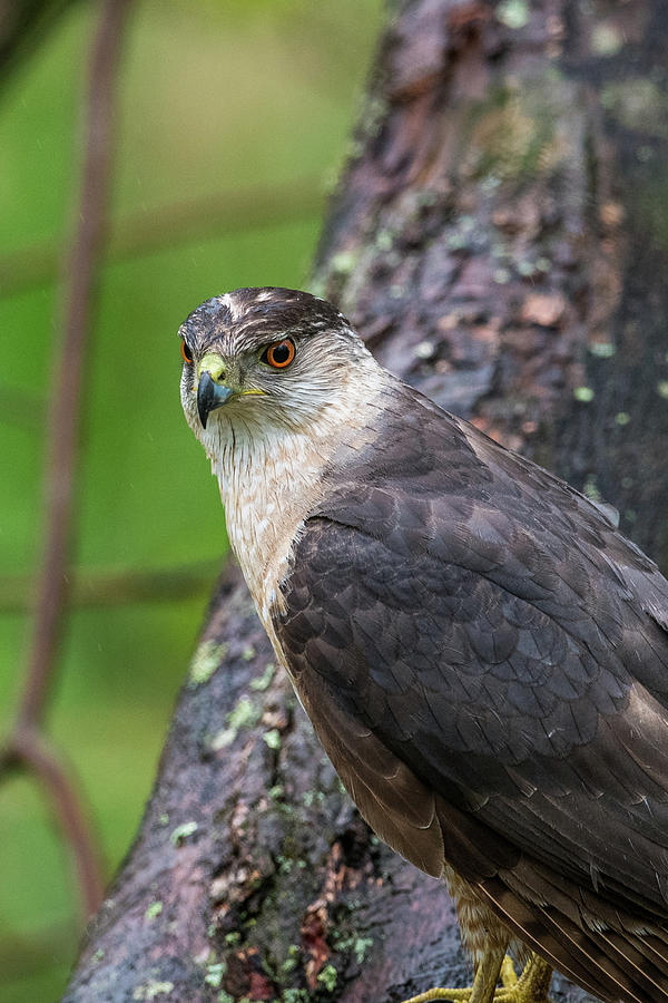 Hawk Photograph - Sharp Shinned Hawk? by Paul Freidlund
