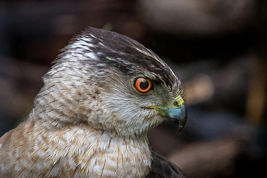 Sharp Shinned Hawk portrait Photograph by Paul Freidlund