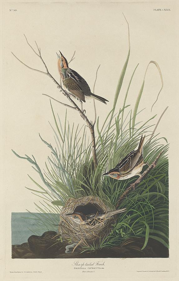John James Audubon Drawing - Sharp-Tailed Finch by Dreyer Wildlife Print Collections 