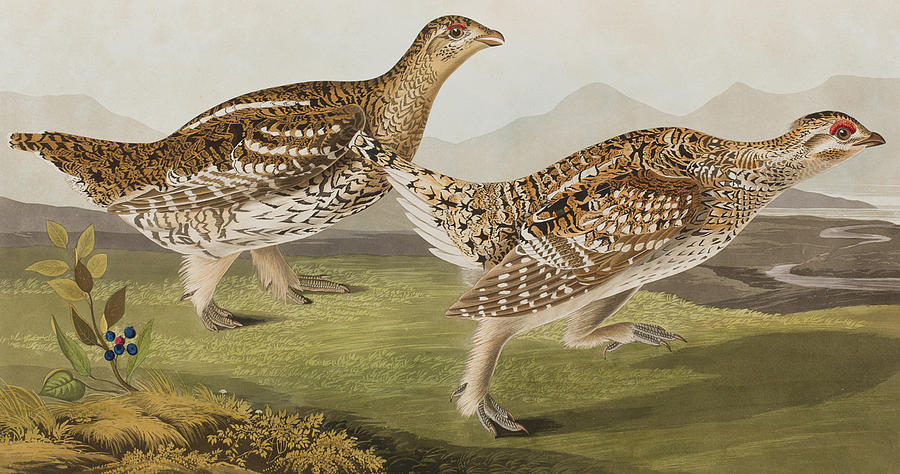 Sharp Tailed Grouse Painting by John James Audubon