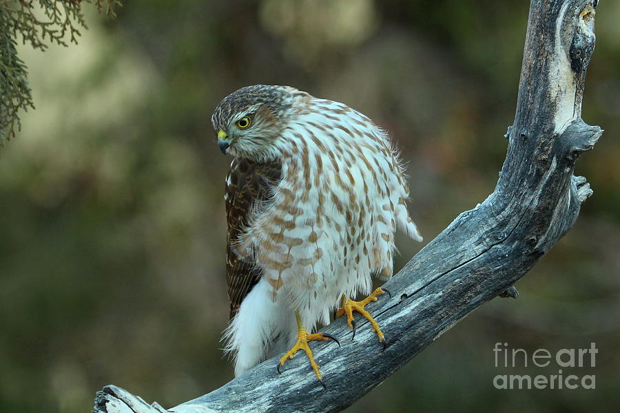 Raptor Photograph - Sharpie-7 by Gail Huddle Raptor Photograph - Sharpie-7 by Gail Huddle