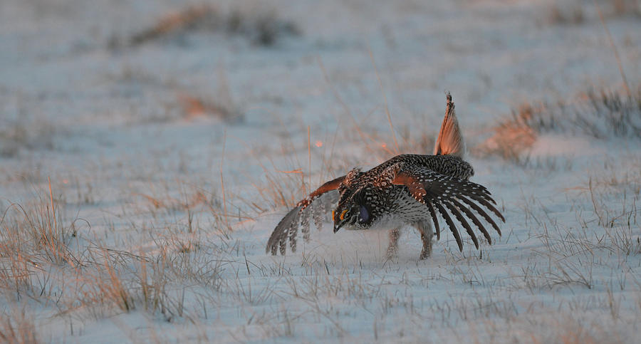 Sharptail Grouse on Snow Photograph by Whispering Peaks Photography