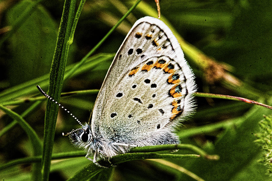 Shasta Blue Butterfly - Closed Wings Photograph by Josh Bryant