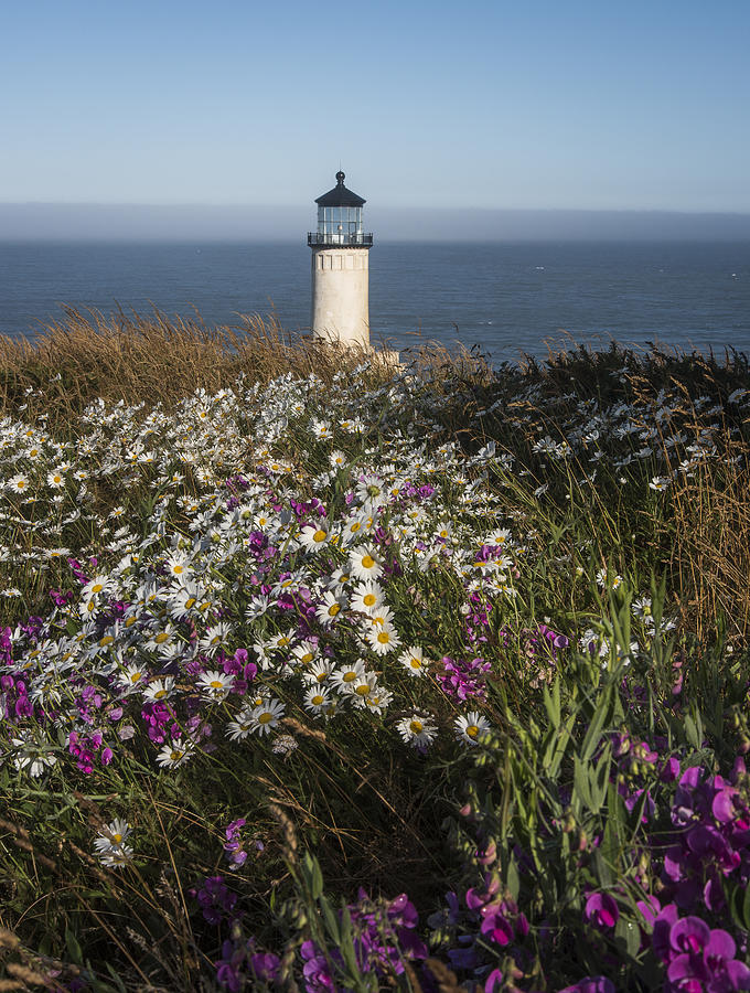 Shasta Daisies at North Head Lighthouse. Photograph by Robert Potts