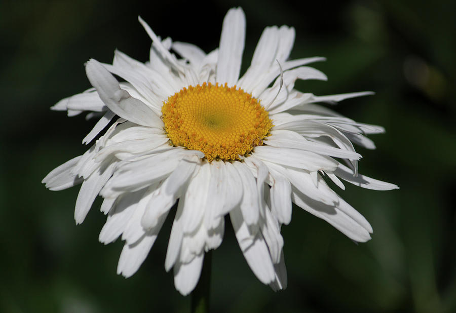 Shasta Daisy Day Photograph by Suzanne Gaff
