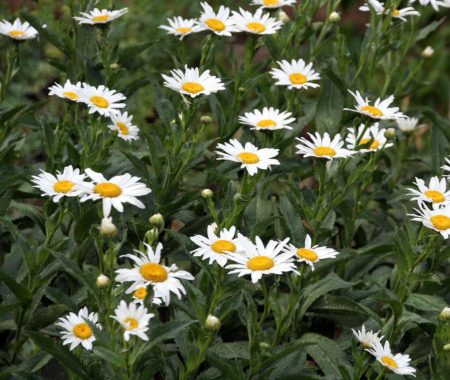 Shasta Daisy Field Photograph by Valerie Collins