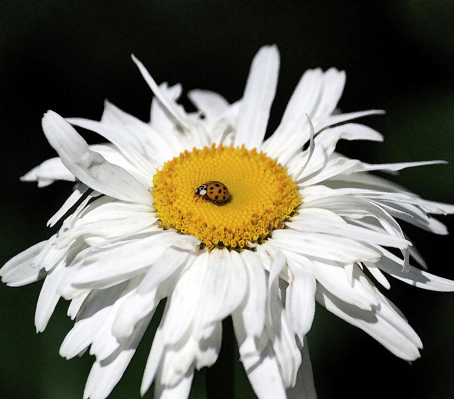 Shasta Daisy with Ladybug in Watercolor II Photograph by Suzanne Gaff