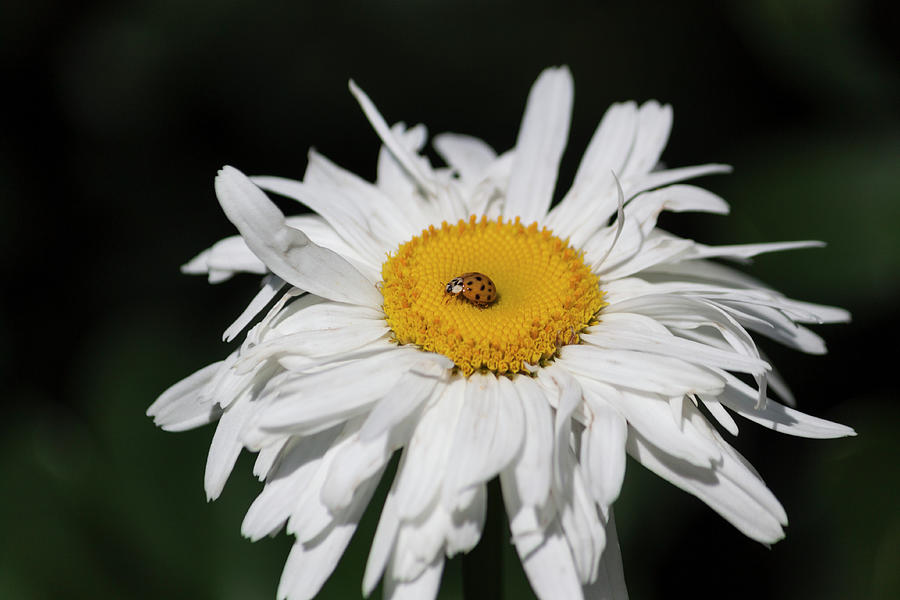 Shasta Daisy with Ladybug Photograph by Suzanne Gaff