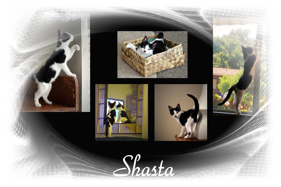 Cat Photograph - Shasta by Joyce Dickens
