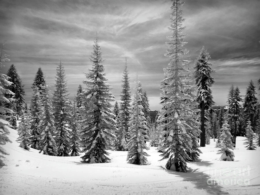 Tree Photograph - Shasta Snowtrees by Martin Konopacki