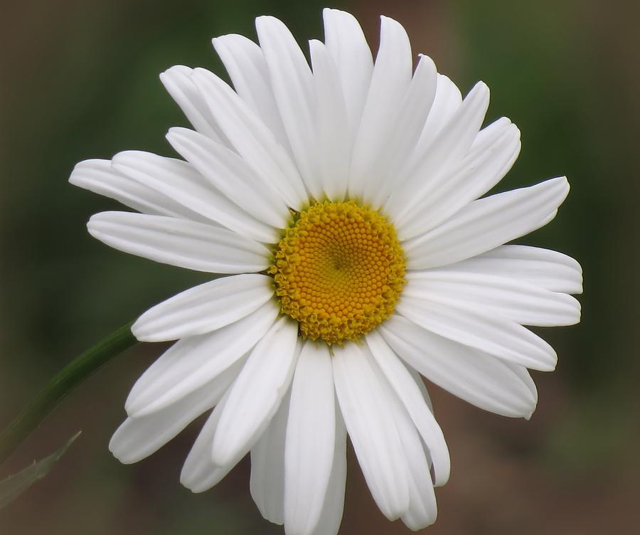Shasta White - Daisy Photograph by MTBobbins Photography