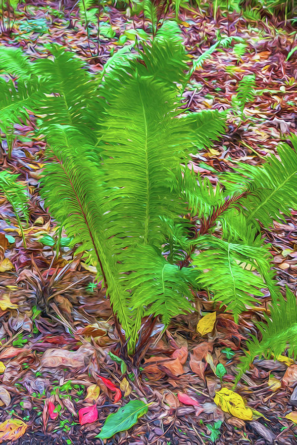 Shaw Nature Reserve Fern Photo Painting 7R2_DSC2604_10242017 Photograph by Greg Kluempers
