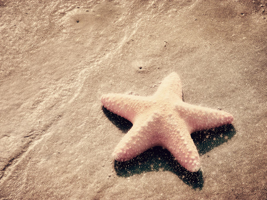 Shell Photograph - She Dreamed of Becoming a Star by Amy Tyler