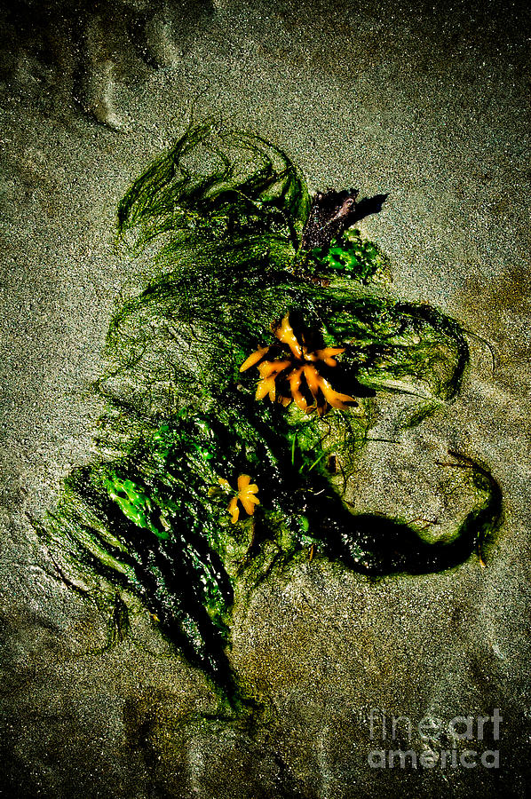 She Had Flowers in Her Hair Photograph by Venetta Archer