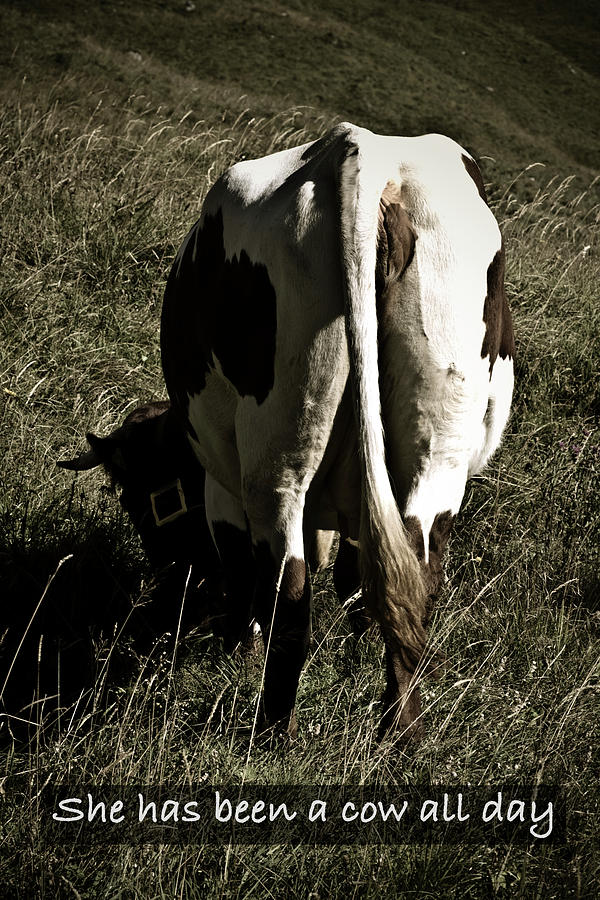She has been a cow all day Photograph by Frank Tschakert