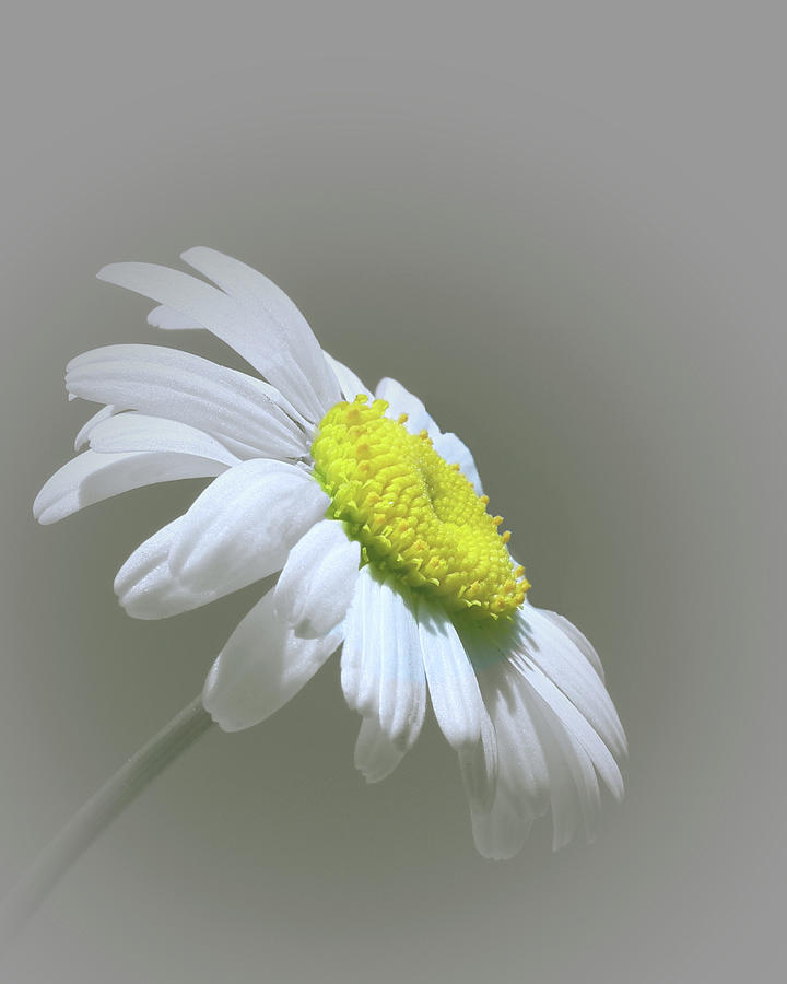 She Loves Me Photograph by David Dehner She Loves Me Photograph by David Dehner
