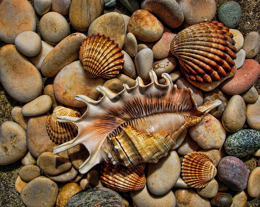 Shell Photograph - She Sells by Joetta West