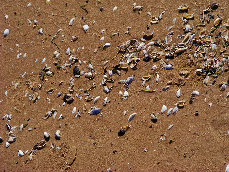 She Sells Seashells By the Seashore Photograph by Lori Kingston