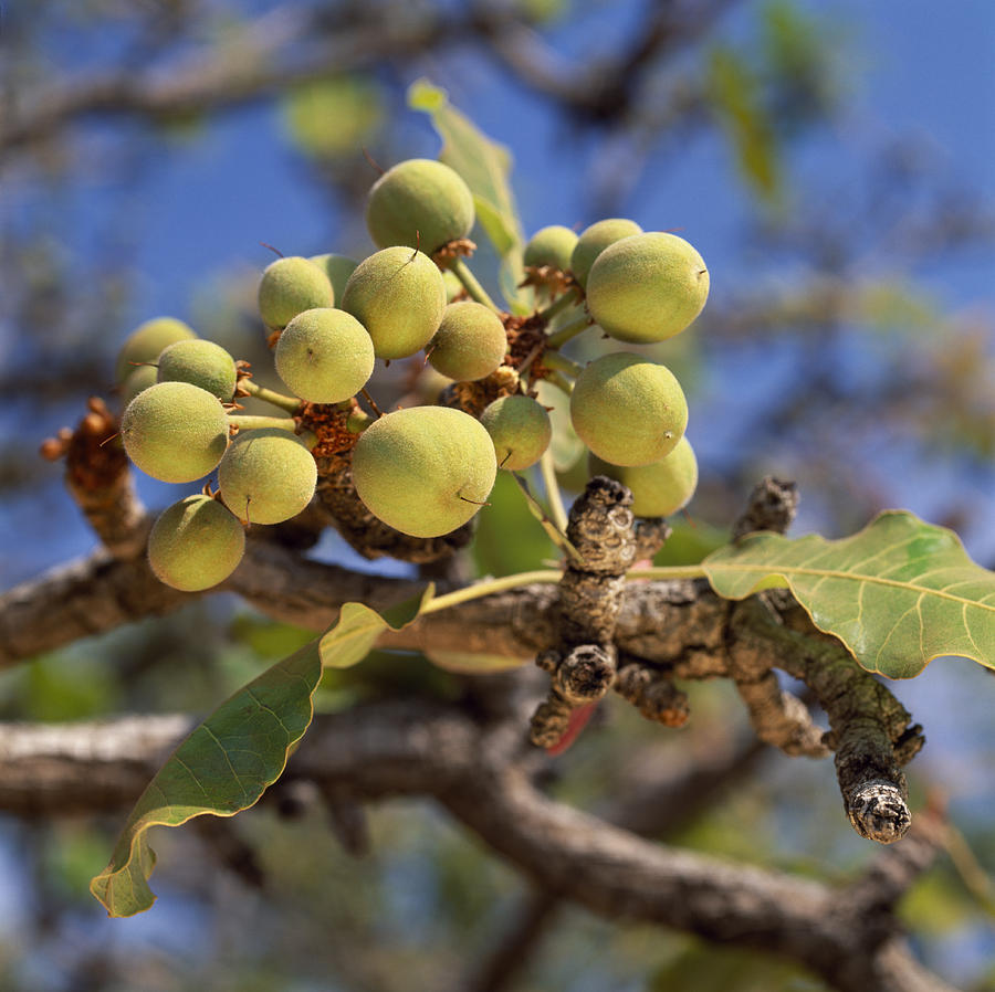 Shea Fruits Ripen On A Shea Tree Photograph by David Pluth