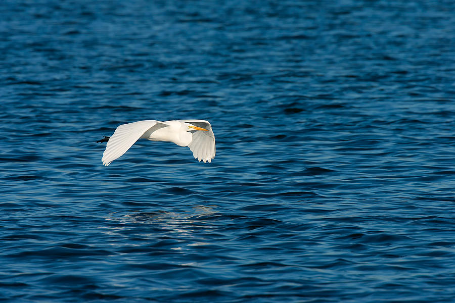 Sheer Elegance - Flight Of A Great Egret Photograph