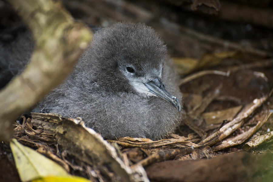 Shearwater Chick Photograph by Robert Potts