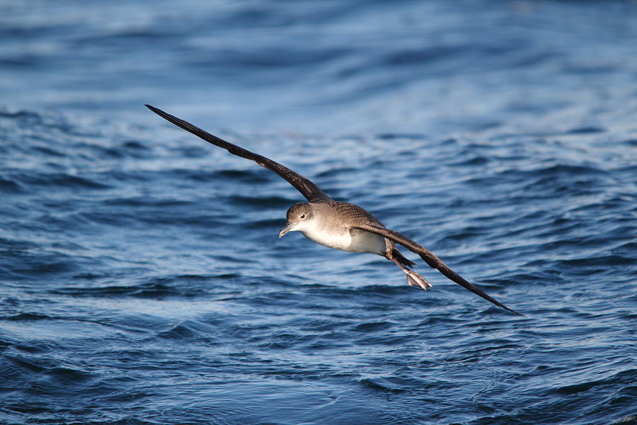 Shearwater Photograph by Richard Patmore