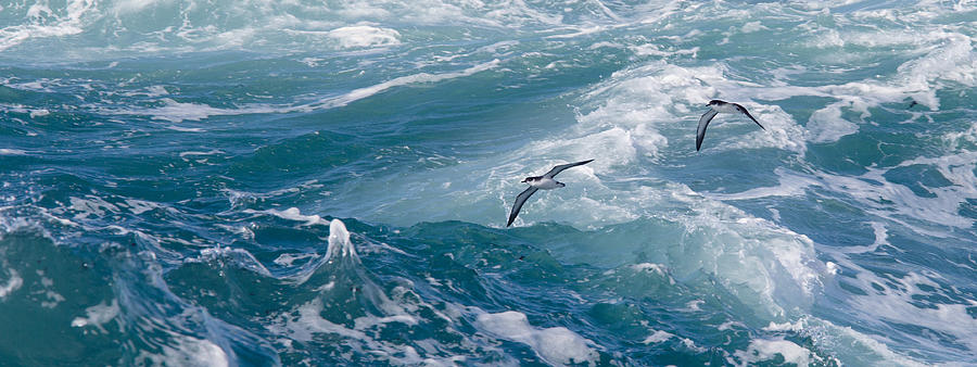 Shearwaters off Pendeen Photograph by Tony Mills