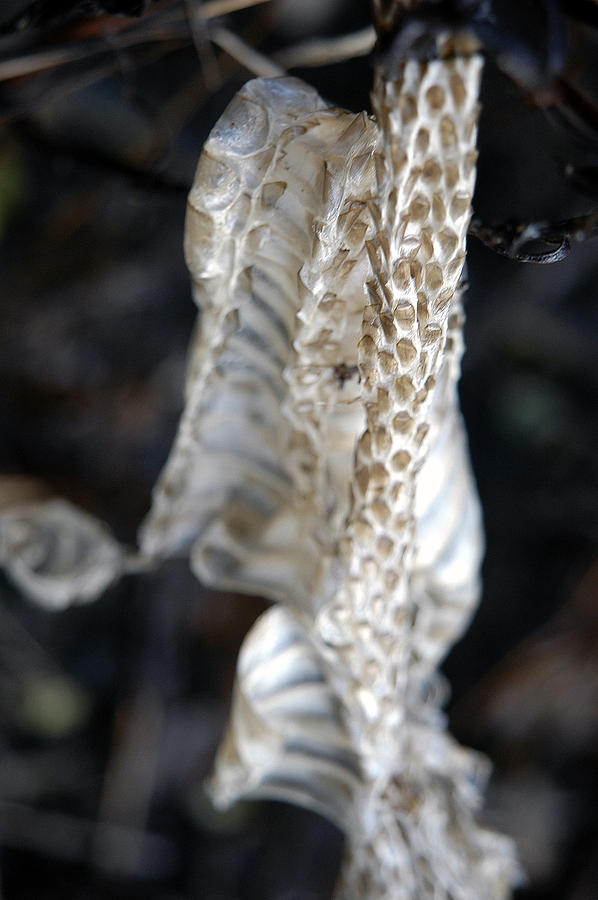 Shed - Snake Skin Photograph by DArcy Evans