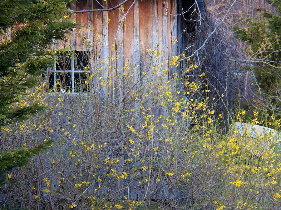Shed and Forsythia Photograph by Joyce Kimble Smith