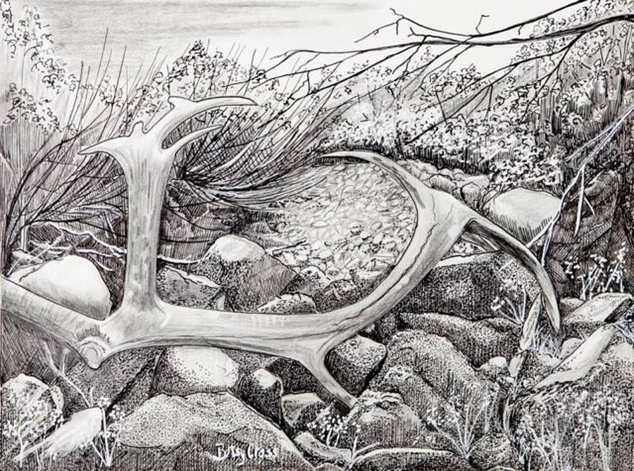 Shed Antler Drawing by Betsy Carlson Cross