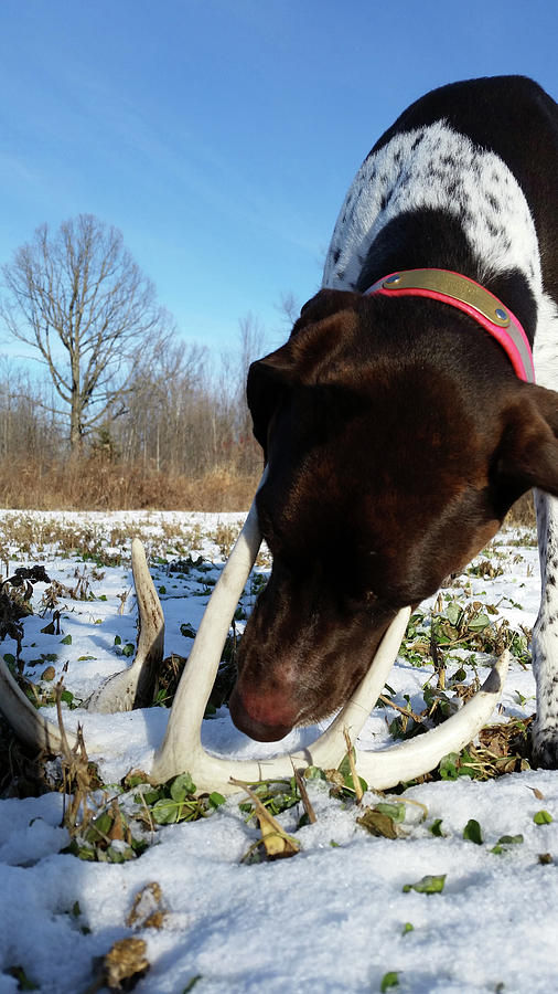 Shed Antler Snow Photograph by Brook Burling