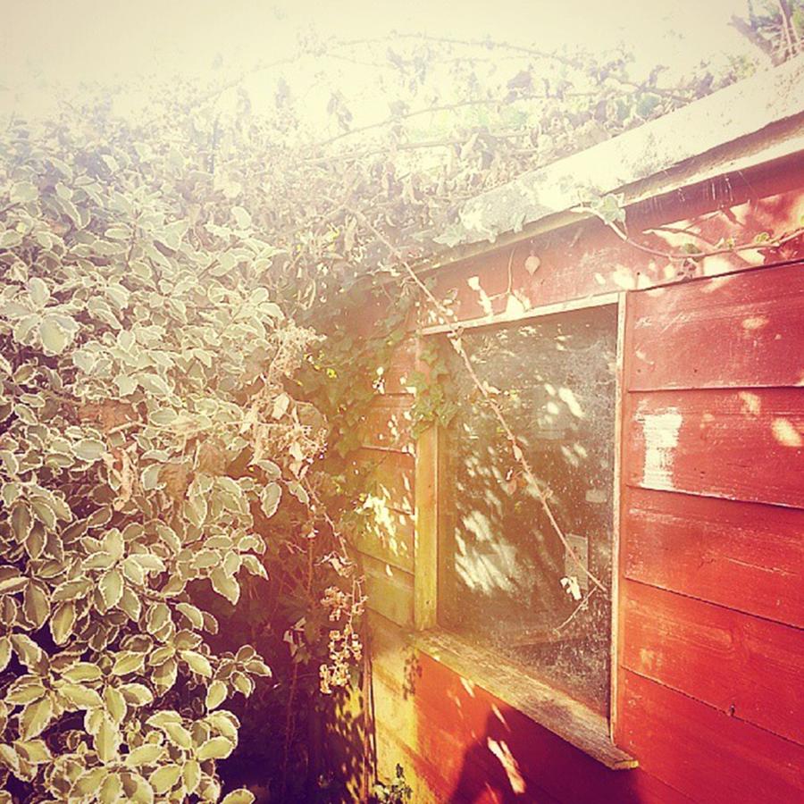 Fall Photograph - #shed #garden #autumn by Emma McCann