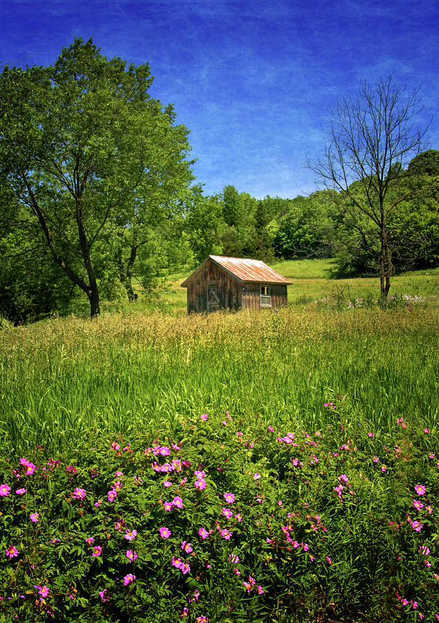 Shed in a Meadow Photograph by Carolyn Derstine