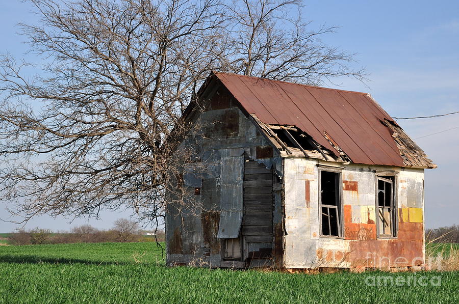 Tree Photograph - Shed3 by Anjanette Douglas
