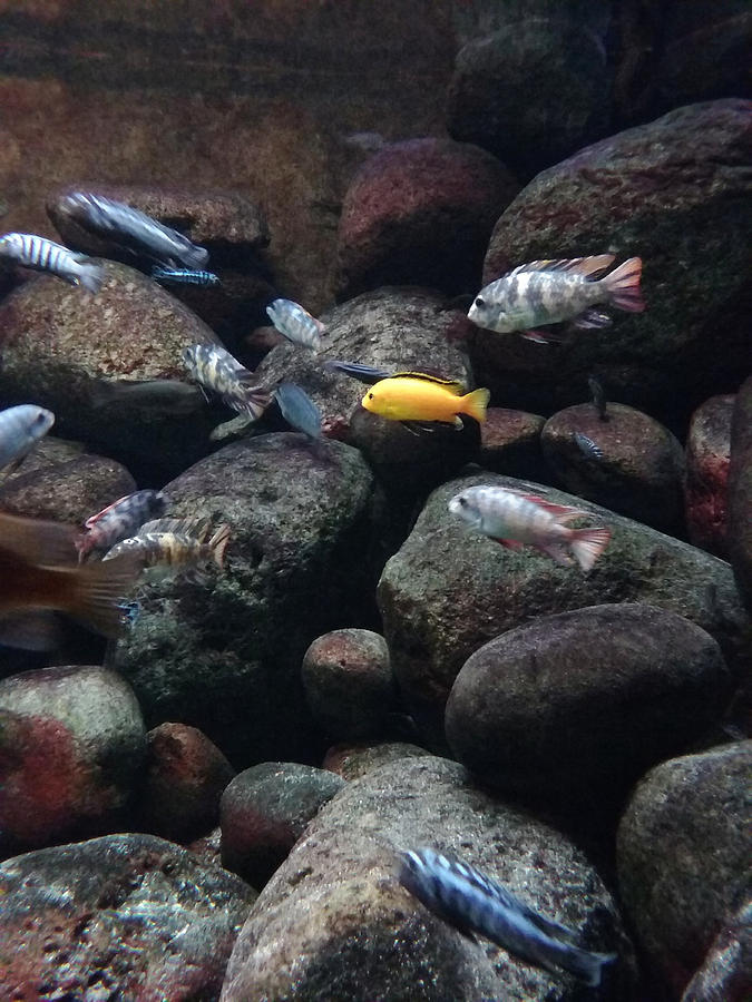 Shedd Aquarium Conspicuous Fish Photograph by Colleen Cornelius