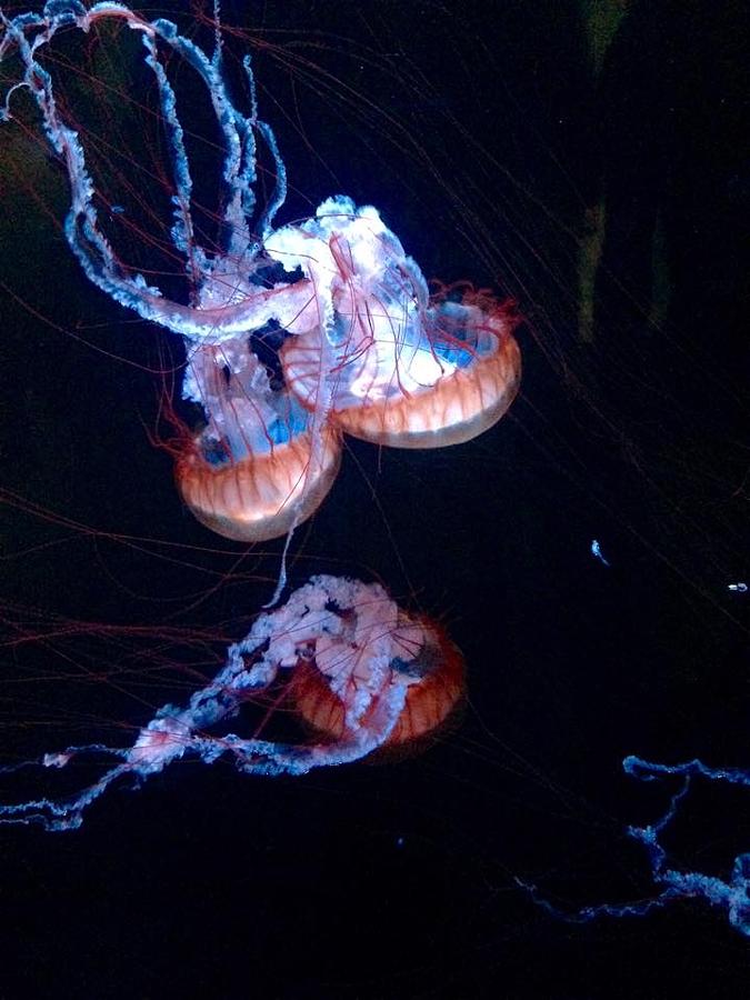 Shedd - Jellyfish Photograph by Sara Biro - Fine Art America