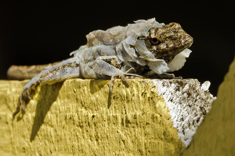 Shedding Lizard Photograph by Wolfgang Stocker