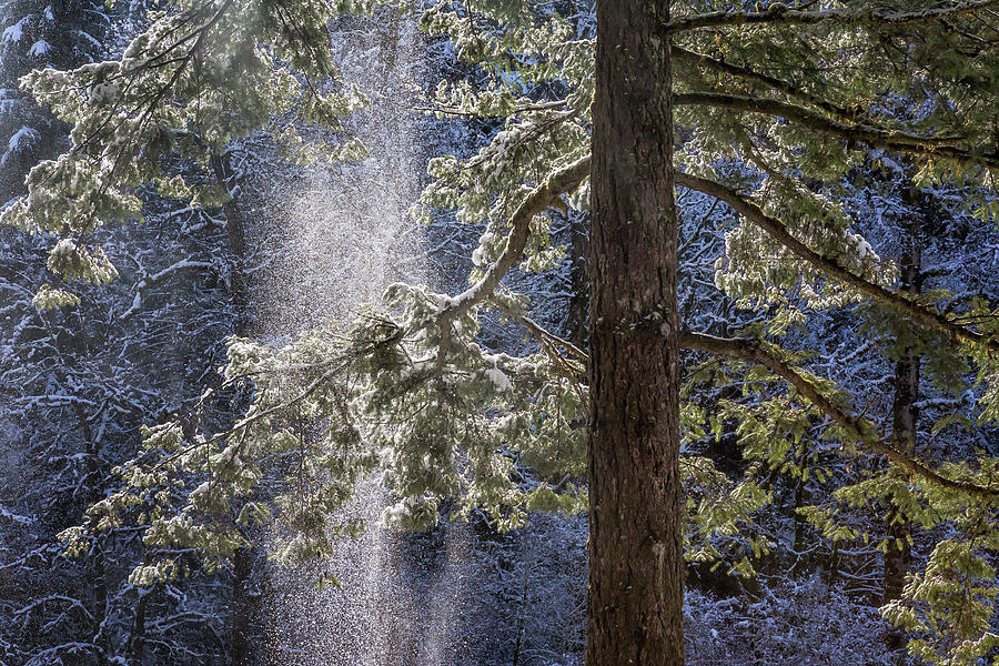 Shedding Snow Photograph by Belinda Greb