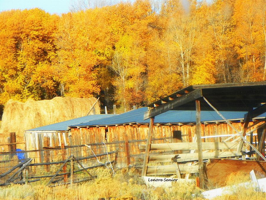 Sheds in Autumn Photograph by Lenore Senior
