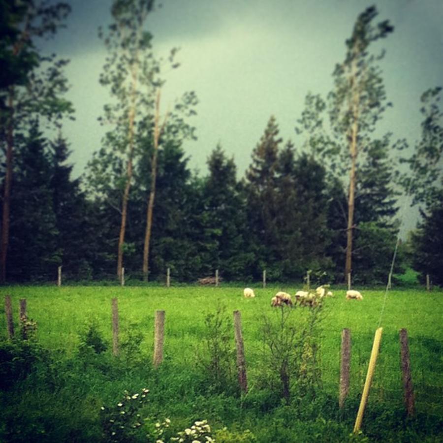 Sheep Photograph - #sheep & #lambs Out In The #storm by Candice Coghlin