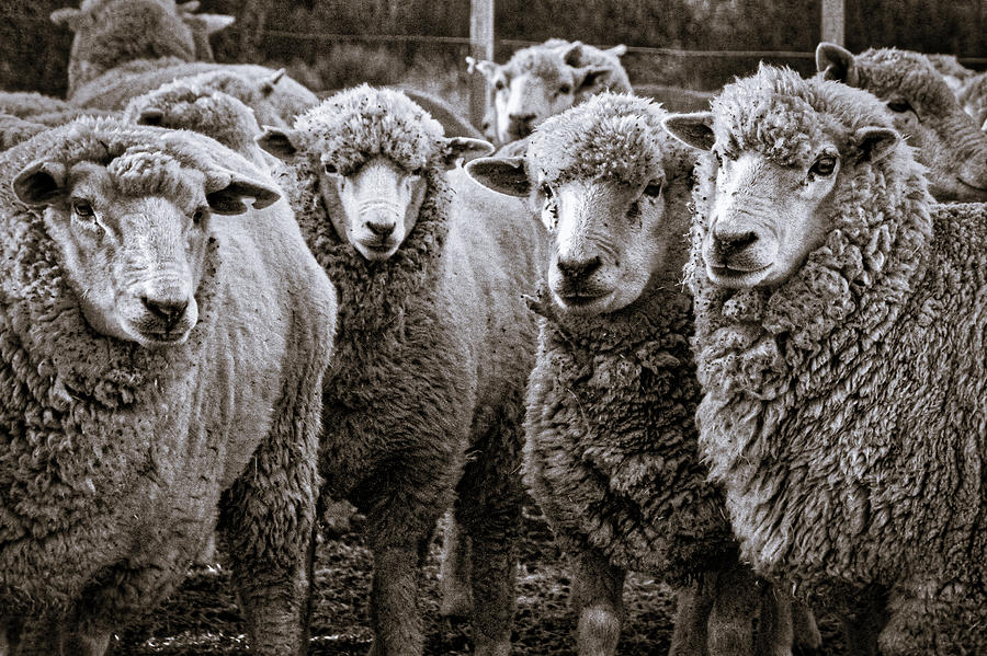 Sheep #2 - Patagonia Photograph by Stuart Litoff
