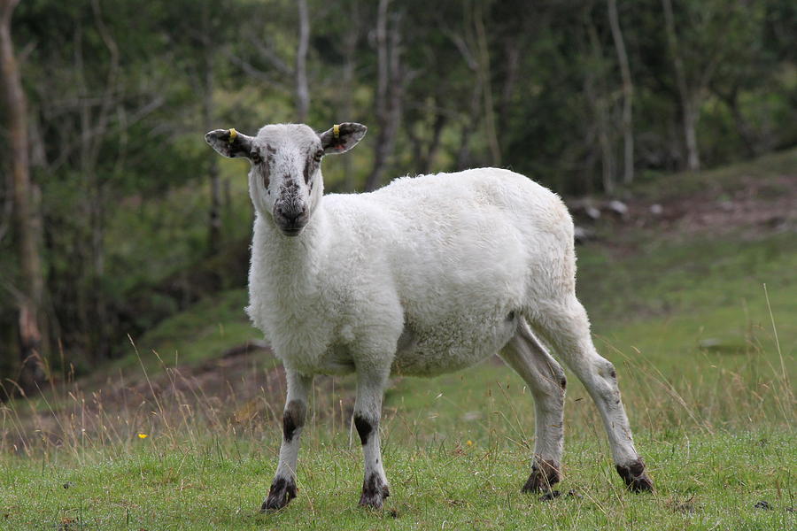Sheep 4112 Photograph by John Moyer