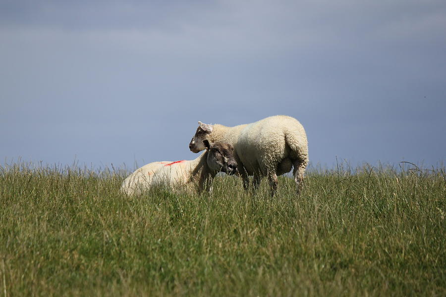 Sheep 4221 Photograph by John Moyer
