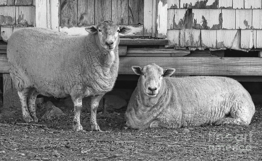 Sheep and Barn Photograph by Mim White
