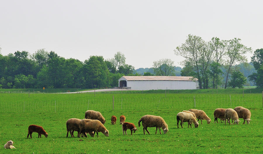 Sheep and Covered Bridge Photograph by David Arment
