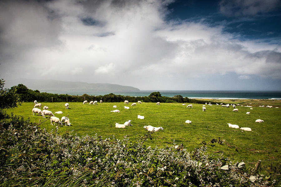 Sheep Photograph - Sheep and Hedgerows by Mark Callanan