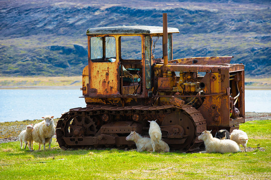 Sheep and old vehicle in rural Iceland Photograph by Matthias Hauser
